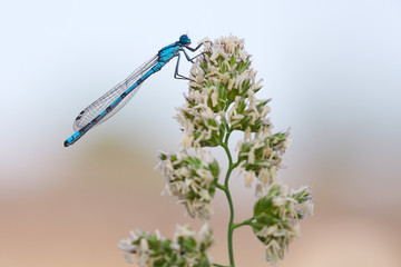 Gemeine Becherjungfer - Enallagma cyathigerum