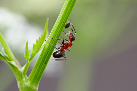 Ameise melkt eine Blattlaus