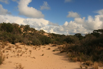 Dune