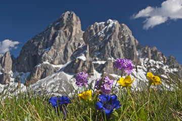 Bergblumen in den Dolomiten - obrazy, fototapety, plakaty