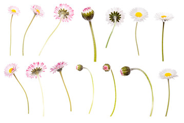 Daisy collection isolated on white