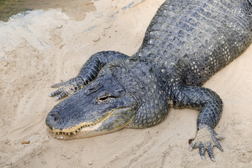 head of american alligator