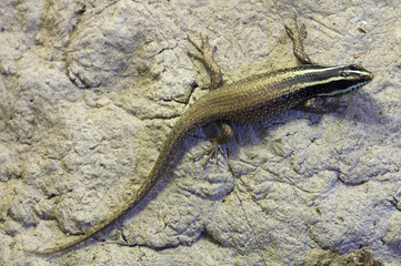 striped tree skink