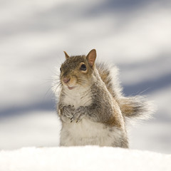 Fototapeta premium winter pose