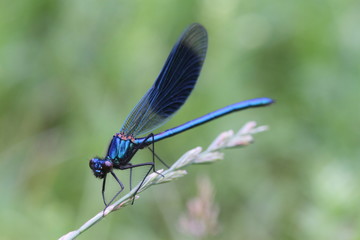 Libelle in der Natur