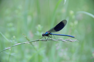 Libelle in der Natur