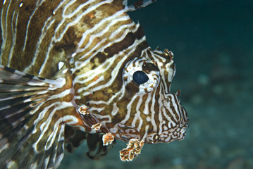 Portrait of a Common lionfish (Pterois miles).