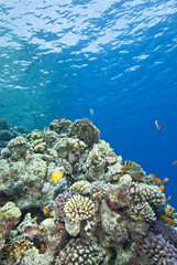 Plakat Mieliznach tropikalnej rafy koralowej.
