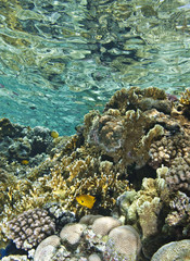 Fototapeta na wymiar Mieliznach tropikalnej rafy koralowej.