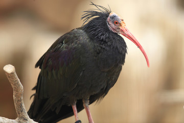 ibis