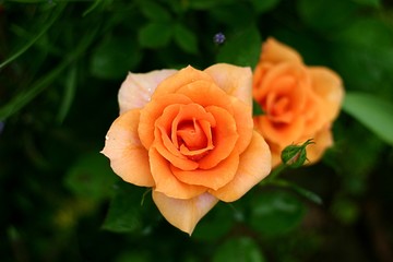 Orange Rosen Blüten