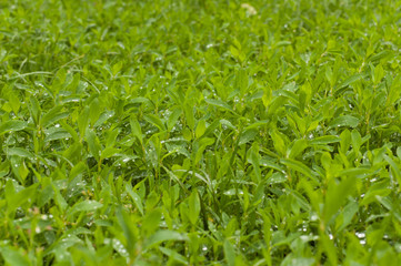 Green grass with water drops.