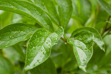 Green leaves with water drops.