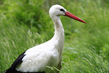 storch