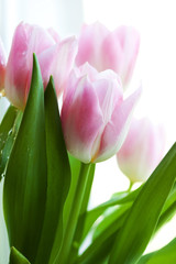 pink flower tulips