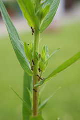 Ameisen an einer Pflanze