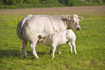 Naklejka na ściany i meble white cows on a green meadow