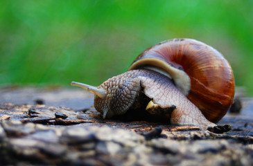 Weinbergschnecke