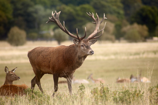 Herd of royal deer in oestrum time