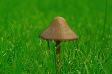 Kleiner Pilz 2