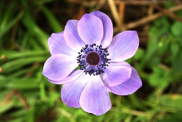 Anenome