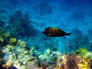 Fototapeta na wymiar under water world at Maldives