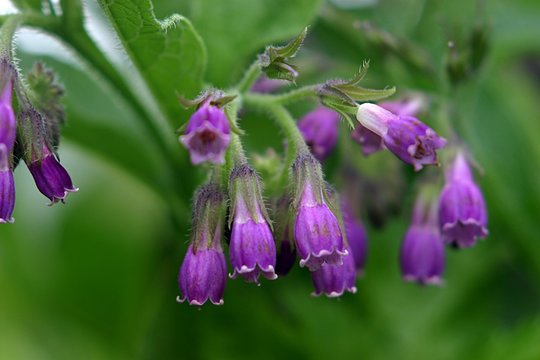 Beinwell (Sýmphytum) Blüten