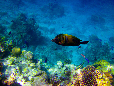 under water world at Maldives