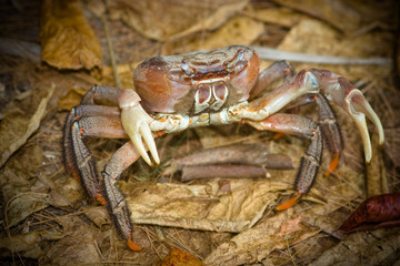 a crab in natural environment
