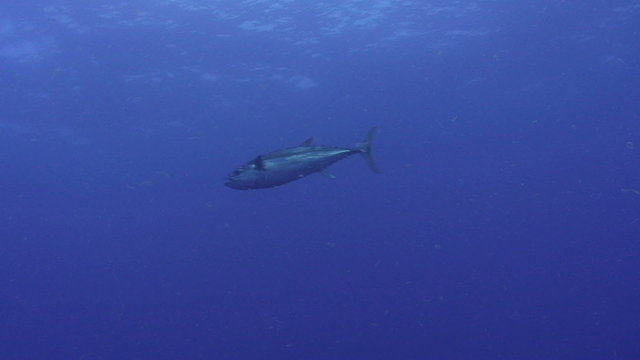 Dogtooth Tuna
