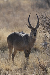 Obraz premium Waterbuck (Kobus ellipsiprymnus defassa), lake Nakuru, Kenya