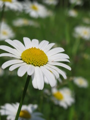 Obraz premium sommerwiese