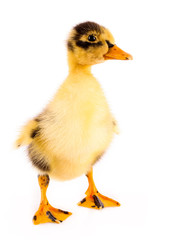 Duckling isolated on white