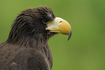 aigle