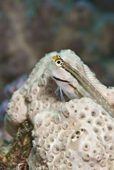Red Sea combtooth blenny.
