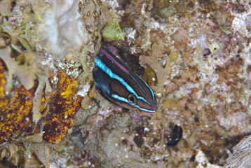 Bluestriped sabretooth blenny seeking shelter in the reef.