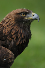 Fototapeta premium aigle