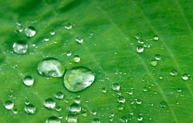 Drops on green leaf