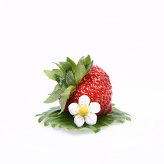 Strawberry on a leaf with a flower on white background