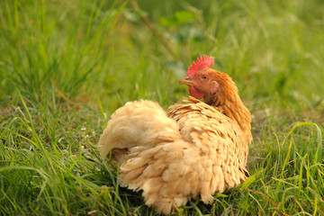Hen