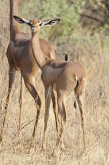 The Gerenuk (Litocranius walleri), Kenya, Africa