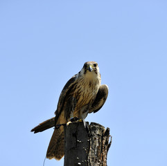 Falco