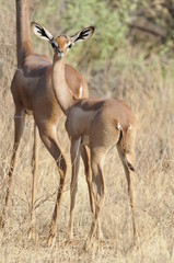 The Gerenuk (Litocranius walleri), Kenya, Africa