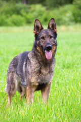 German shepherd