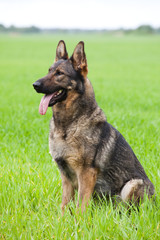 German shepherd