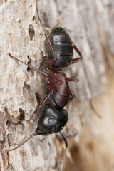 Macro photo of a Carpenter ant.