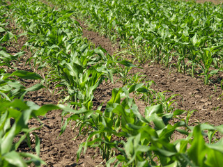 Young corn