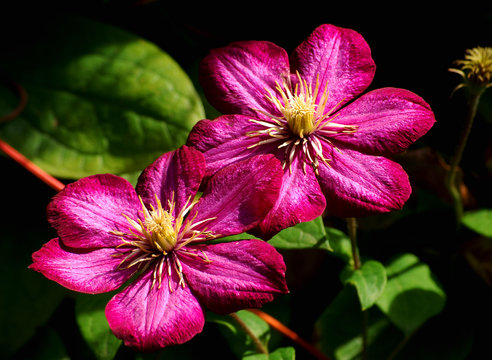 Makro zweier rubinrote Clematis - Blüten mit dunklem Hintergrund