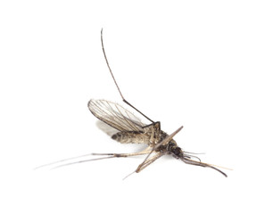 Dead mosquito isolated on white background.