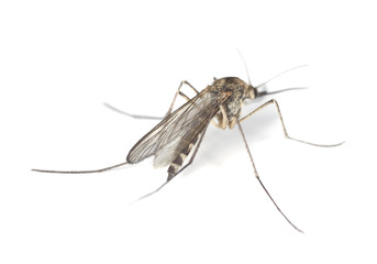 Fototapeta na wymiar Mosquito samodzielnie na białym tle.